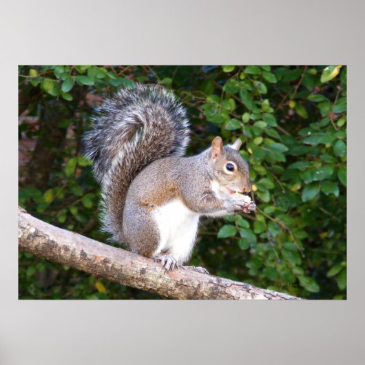 Squrrel Eating Bread Poster (Voorkant)