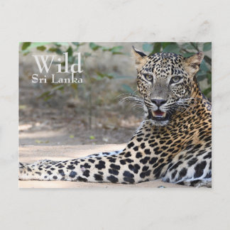 Sri Lanka Leopard Briefkaart