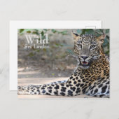 Sri Lanka Leopard Briefkaart (Voorkant / Achterkant)