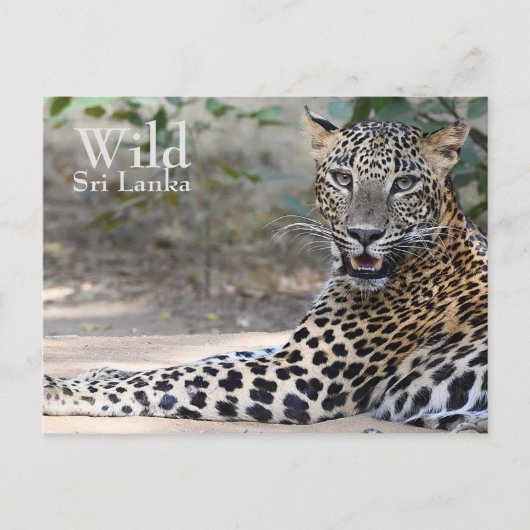 Sri Lanka Leopard Briefkaart (Voorkant)