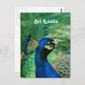 Sri Lanka Peafowl Briefkaart (Voorkant / Achterkant)