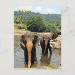 Sri Lanka, Pinnawala Elephant Orphanage Briefkaart