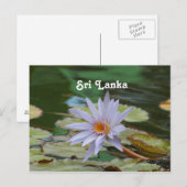 Sri Lanka Water Lily Briefkaart (Voorkant / Achterkant)