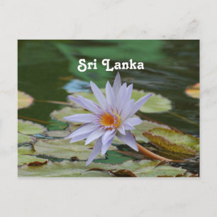 Sri Lanka Water Lily Briefkaart