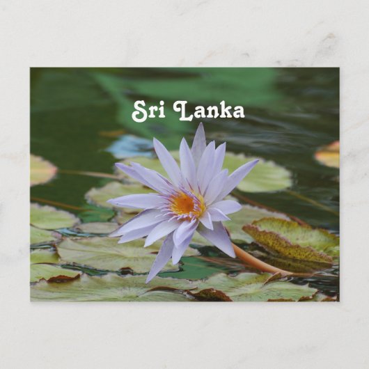 Sri Lanka Water Lily Briefkaart (Voorkant)