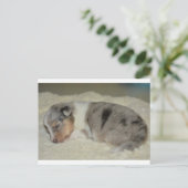 SS Blue Merle White en Tan puppy briefkaart (Staand voorkant)
