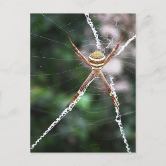 St Andrews Cross Spider Briefkaart