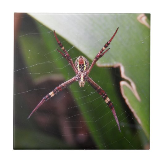 St Andrew's Cross Spider Tile Tegeltje (Voorkant)
