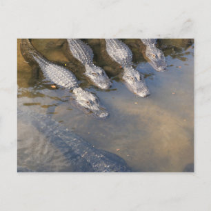 St. Augustine Alligator Boerderij # 2 Briefkaart