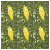 ST. AUGUSTINE DATIL PEPPER STOF (Swatch)