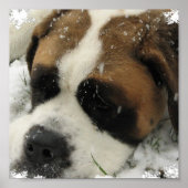 St Bernard Canvas Print (Voorkant)