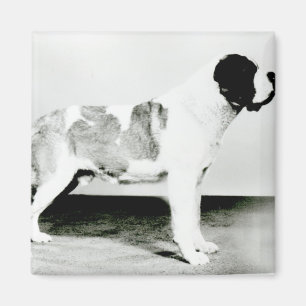 St. Bernard Dog Magneet