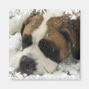 St Bernard Dog Magnet Magneet
