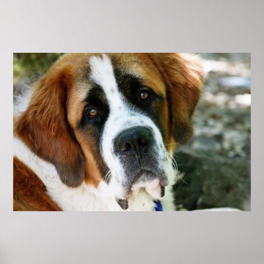 st bernard dog post poster (Voorkant)