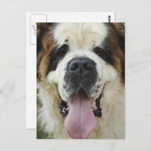 St Bernard Postard Briefkaart (Voorkant / Achterkant)