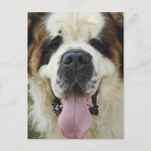 St Bernard Postard Briefkaart (Voorkant)