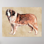 st bernard poster (Voorkant)