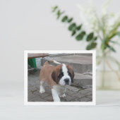 st bernard pup.png briefkaart (Staand voorkant)