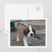 st bernard pup.png briefkaart (Voorkant / Achterkant)