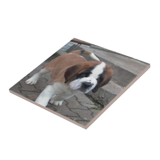 st bernard pup tegeltje (Zijkant)