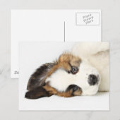 St. Bernard Puppy Briefkaart (Voorkant / Achterkant)