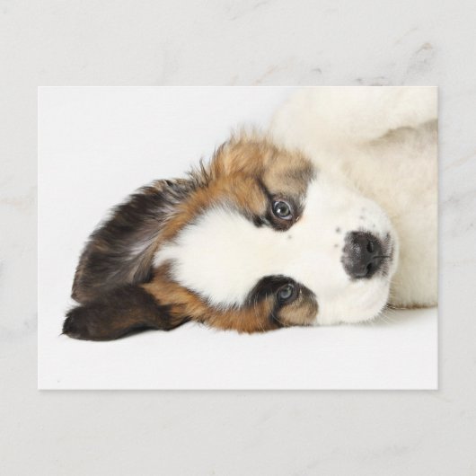 St. Bernard Puppy Briefkaart (Voorkant)