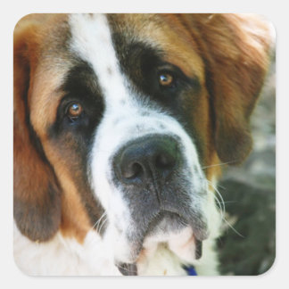 St. Bernard Vierkante Sticker