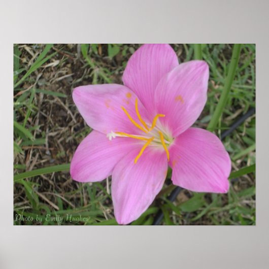 St. Croix Flower Poster (Voorkant)