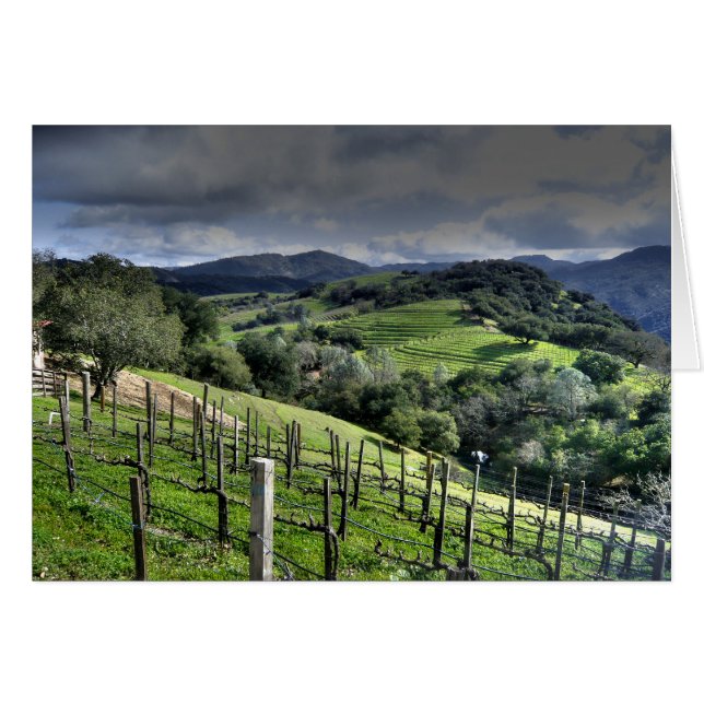 St. Helena, California Vineyard (Voorkant Horizontaal)