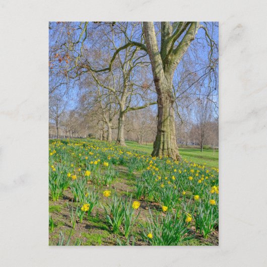 St James's Park London UK Carte postale (Devant)