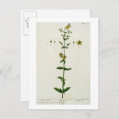 St. John's Wort, bord 15 uit 'A Curious Herbal', Briefkaart (Voorkant / Achterkant)