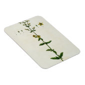 St. John's Wort, bord 15 uit 'A Curious Herbal', Magneet (Rechterzijde)