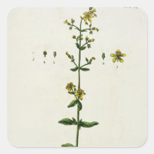 St. John's Wort, bord 15 uit 'A Curious Herbal', Vierkante Sticker