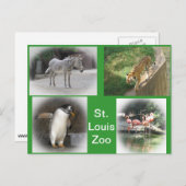 St. Louis Zoo Briefkaart (Voorkant / Achterkant)