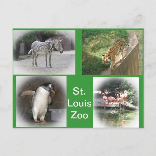 St. Louis Zoo Briefkaart (Voorkant)