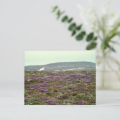 St. Matthew Island, Blackish (of Paars) Oxytrope Briefkaart (Staand voorkant)