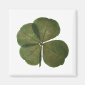 St Patrick Real 4 Leaf Clover Get Lucky Magnet Magneet (Voorkant)