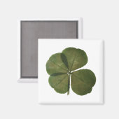 St Patrick Real 4 Leaf Clover Obtenez un aimant Lu (Recto/Verso)