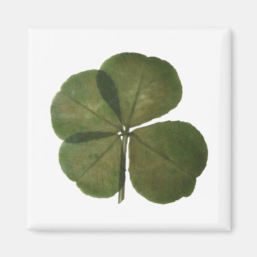St Patrick Real 4 Leaf Clover Obtenez un aimant Lu (Devant)
