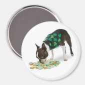 St. Patrick's Day Boston Terrier Magnet (Recto/Verso)