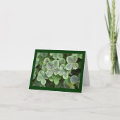 St. Patrick's Day Shamrocks Kaart (Voorkant)