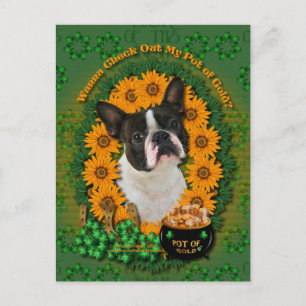 St Patricks - Pot Gold - Boston Terrier Briefkaart
