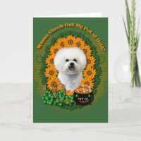St Patricks - Pot van Goud - Bichon Frise