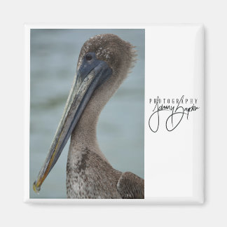 St. Pete Pelican 2x2 magneet