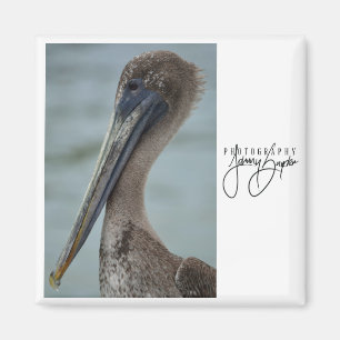 St. Pete Pelican 2x2 Magnet Magneet