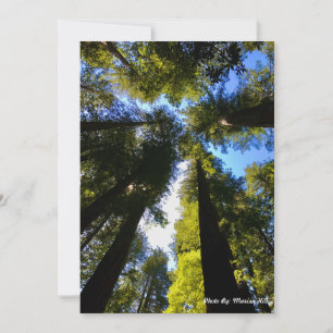 Staan hoog met de sequoia's feestdagenkaart