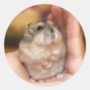 Staande Baby Hamster Ronde Sticker