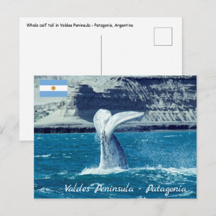 Staart van walviskalf - Argentinië Briefkaart