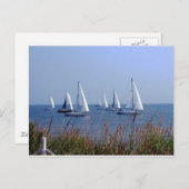 Staarten op de Chesapeake Briefkaart (Voorkant / Achterkant)