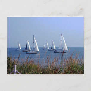 Staarten op de Chesapeake Briefkaart